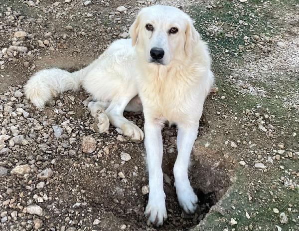 Il Dolcissimo Lucky Simil Golden